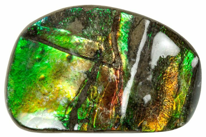 Iridescent Ammolite (Fossil Ammonite Shell) - Alberta #320781